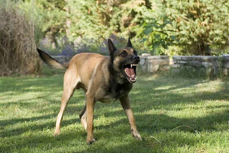 Don't Dawdle When Dealing with a Dog Bite - Sloat, Nicholson & Hoover, . Don't Dawdle When Dealing with a Dog Bite - Sloat, Nicholson & Hoover, .