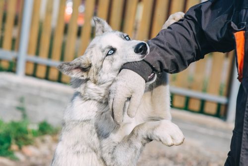 dog bite attorney