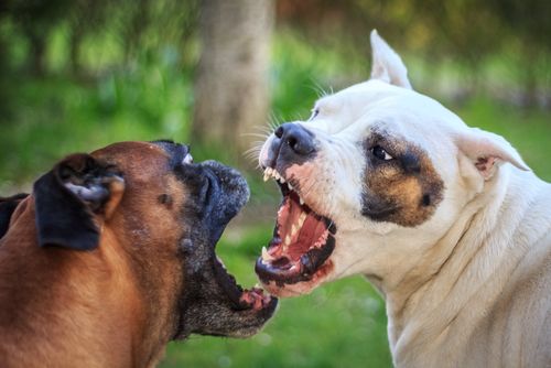 Responsibility for Damages When a Dog Bites Another Dog