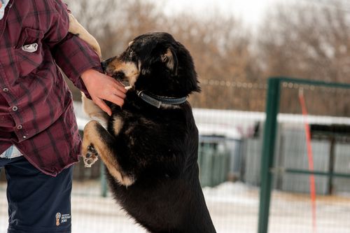 colorado dog bite attorney